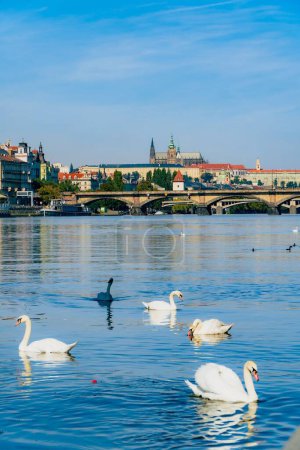 Foto de Un grupo de cisnes nadando en un río junto a un puente en Praga República Checa en un día soleado - Imagen libre de derechos