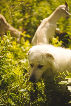 Téléchargez les photos : Un plan vertical d'un adorable chien de berger de la Maremme ludique qui court dans une forêt à feuilles persistantes - en image libre de droit