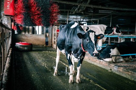 Téléchargez les photos : Une vache noire et blanche en cabine - en image libre de droit
