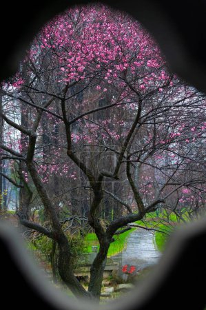 Photo for East Lake Plum blossom Garden is a famous place to enjoy plum flowers in China. It is surrounded by mountains and waters and has beautiful scenery. - Royalty Free Image