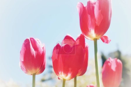 Téléchargez les photos : Des fleurs. La tulipe fleurit. Lumière et ombre. Fond rose. Université Duke. Vibrations printanières. - en image libre de droit