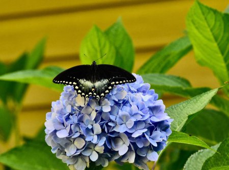 Foto de Una mariposa de cola de golondrina Spicebush en una flor de hortensia azul Nikko - Imagen libre de derechos