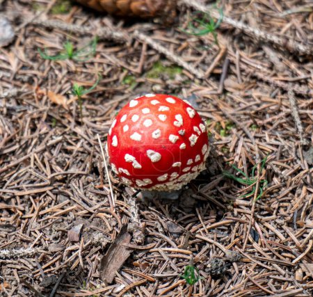 Téléchargez les photos : Plan rapproché d'un champignon agarique rouge sur un sol forestier - en image libre de droit