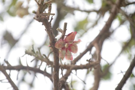 Foto de Una flor rosa con fondo borroso - Imagen libre de derechos