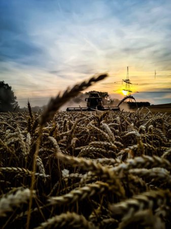 Foto de Un enfoque selectivo de un tractor que cultiva un campo de trigo al atardecer - Imagen libre de derechos