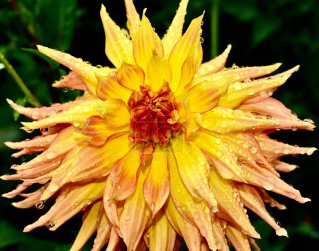 Foto de Un primer plano de una dalia amarilla floreciendo en el jardín - Imagen libre de derechos