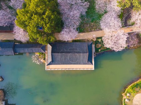 Téléchargez les photos : East Lake Cherry Blossom Park, également appelé Wuhan Moshan Cherry Blossom Park, est un parc dans la région East Lake du district de Wuchang, dans la ville de Wuhan, Hubei P - en image libre de droit