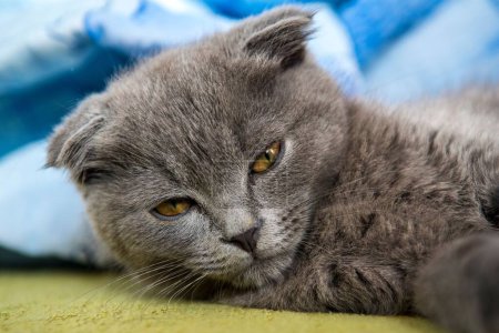 Photo for A closeup of an adorable fluffy Scottish Fold kitten resting on a green blanket - Royalty Free Image