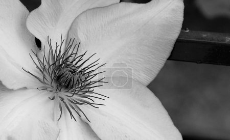 Téléchargez les photos : Un gros plan d'une fleur asiatique virginsbower sur un fond doux et flou - en image libre de droit