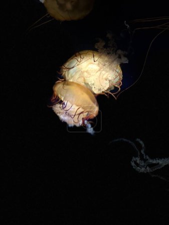 Foto de Un disparo vertical de una medusa submarina moviéndose en la oscuridad - Imagen libre de derechos
