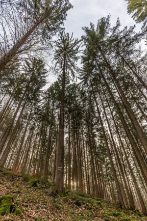 Téléchargez les photos : Un plan vertical à angle bas d'une belle forêt d'automne à Baden-Wurtemberg, Allemagne - en image libre de droit