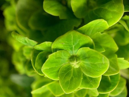 Foto de Un primer plano de hojas frescas de plantas brillantes sobre un fondo borroso - Imagen libre de derechos