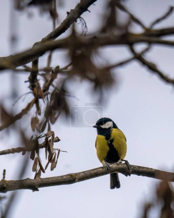 Téléchargez les photos : A vertical shot of a great tit bird perched on a branch - en image libre de droit