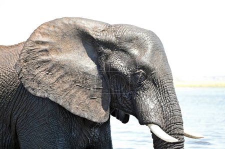 Téléchargez les photos : Gros plan de la tête d'un éléphant traversant la rivière Chobe au parc national Chobe au Botswana - en image libre de droit