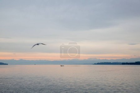 Photo for A sea with birds flying by during sunset with mountains in the background - Royalty Free Image