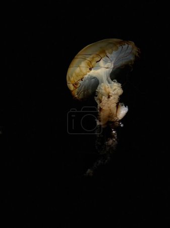 Photo for A vertical shot of an underwater jellyfish moving in the dark - Royalty Free Image