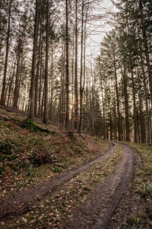 Téléchargez les photos : Vue verticale d'un sentier à travers une belle forêt d'automne à Baden-Wurtemberg, Allemagne - en image libre de droit