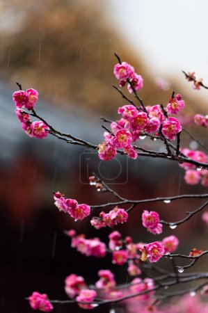 Foto de East Lake Plum blossom Garden es un famoso lugar para disfrutar de flores de ciruela en China. Está rodeado de montañas y aguas y tiene un hermoso paisaje. - Imagen libre de derechos