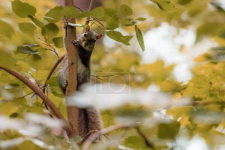 Téléchargez les photos : Plan rapproché d'un écureuil sur un tronc d'arbre fin dans la forêt - en image libre de droit