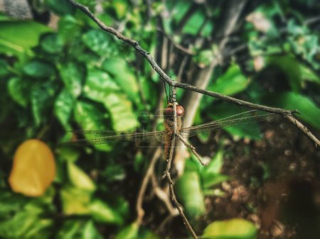 Téléchargez les photos : Une libellule sur une brindille dans un jardin - en image libre de droit