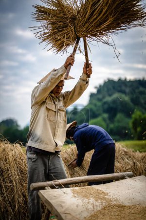 Foto de Un selectivo de un agricultor adulto con un sombrero de palma cosechando arroz en Nong Khiaw - Imagen libre de derechos