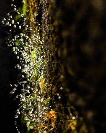 Foto de Una macro toma de gotas de agua goteando de una planta - Imagen libre de derechos
