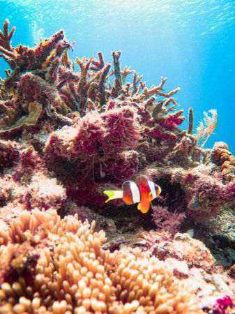 Téléchargez les photos : Plan vertical d'un poisson-clown nageant près de coraux sous-marins - en image libre de droit
