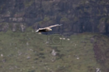 Photo for A closeup of a white-tailed eagle (Haliaeetus albicilla) flying over blurred rocky hills - Royalty Free Image