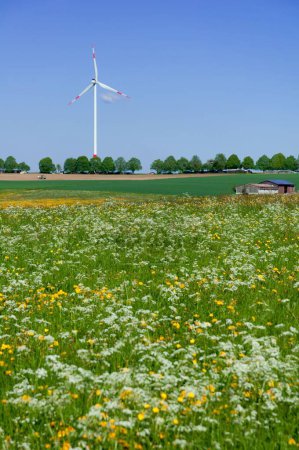 Foto de Las flores blancas y amarillas en el prado con turbina de viento en el fondo en el sur de Alemania - Imagen libre de derechos