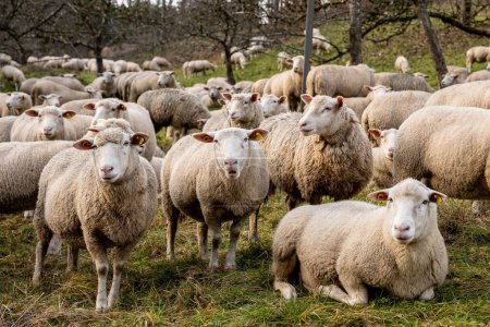 Téléchargez les photos : Un troupeau de moutons paissant dans un champ rural en Allemagne - en image libre de droit