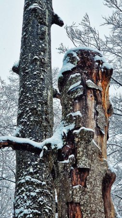Téléchargez les photos : Un plan vertical de troncs recouverts de neige - en image libre de droit