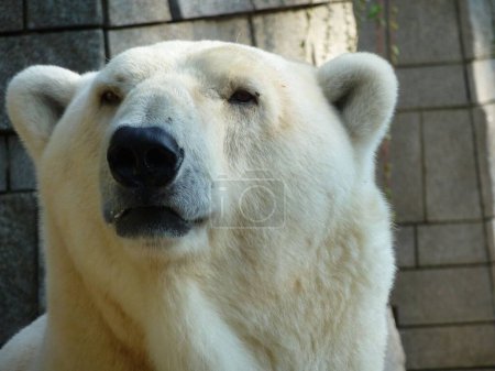 Téléchargez les photos : Un gros plan de tête d'ours blanc - en image libre de droit