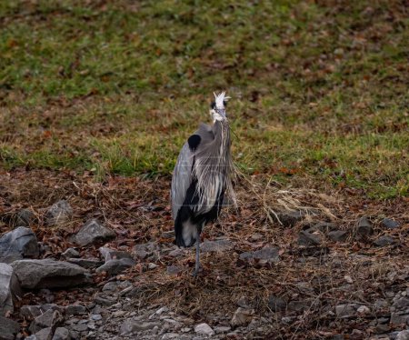 Photo for A closeup shot of the great blue heron standing on the ground - Royalty Free Image