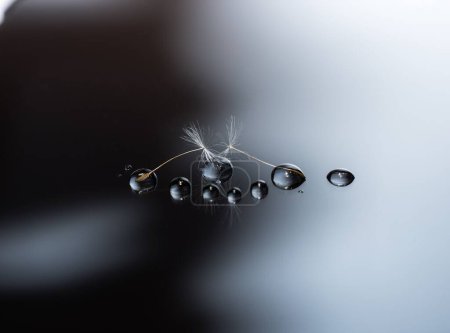 Foto de Un primer plano de semillas de diente de león y gotas de agua en una superficie reflectante oscura - Imagen libre de derechos
