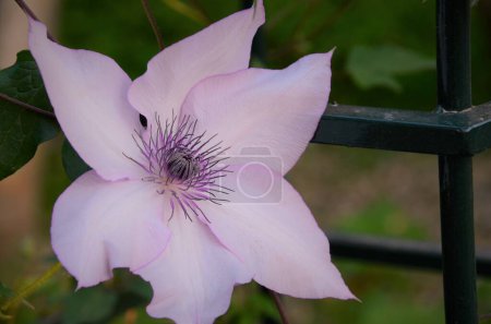 Photo for A close-up shot of a pink Asian virginsbower flower on a soft blurry background - Royalty Free Image