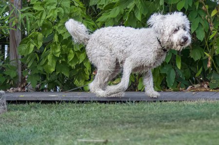 Photo for A white doodle walking in park - Royalty Free Image