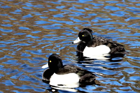 Téléchargez les photos : Gros plan de deux grands pétoncles noirs et blancs nageant dans le lac bleu - en image libre de droit