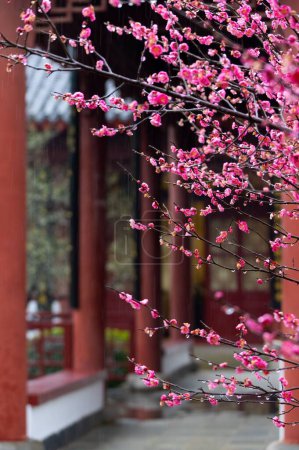 Foto de East Lake Plum blossom Garden es un famoso lugar para disfrutar de flores de ciruela en China. Está rodeado de montañas y aguas y tiene un hermoso paisaje. - Imagen libre de derechos