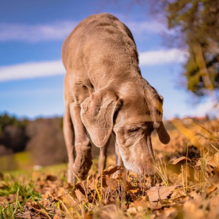 Photo for A closeup shot of a Weimaraner in the autumn - Royalty Free Image