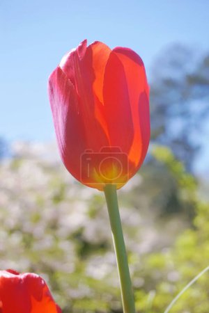 Photo for Flowers. Tulip blossom. Light and shadow. Pink background. Duke University. Spring vibes. - Royalty Free Image