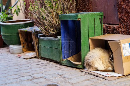 Téléchargez les photos : Un gros plan d'un beau chat dans la boîte brune - en image libre de droit