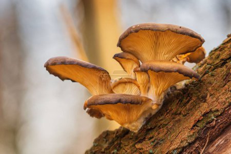 Foto de Un primer plano de hongos Oyster sobre un árbol sobre un fondo borroso - Imagen libre de derechos