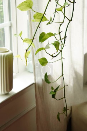 Téléchargez les photos : Les plantes vertes donnent un nouveau look dans la maison. La jardinière suspendue et les vases sont également des décorations parfaites. - en image libre de droit