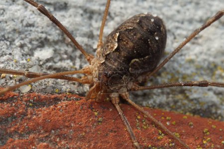 A closeup shot of the harvestman spider