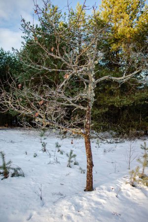 Téléchargez les photos : Un plan vertical d'un bel arbre sans feuilles entouré d'une nature luxuriante dans une forêt hivernale magique - en image libre de droit