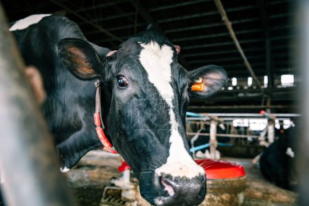 Téléchargez les photos : Une vache noire et blanche en cabine - en image libre de droit