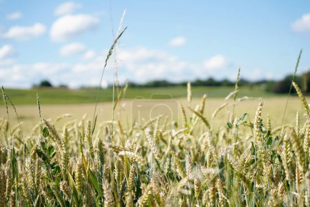 Téléchargez les photos : Un beau coup de blé vert sauvage sur un champ agricole rural - en image libre de droit
