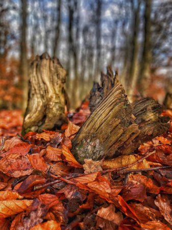 Photo for A vertical close-up of a dried tree trunk covered in red leaves - Royalty Free Image