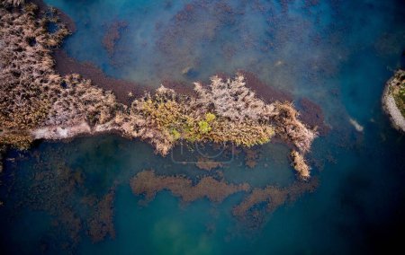 Foto de Una vista aérea sobre las plantas de agua marchita en la superficie del mar - Imagen libre de derechos