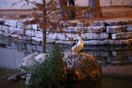 Téléchargez les photos : Un joli canard blanc debout sur une pierre dans une piscine dans un parc la nuit - en image libre de droit